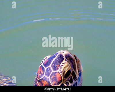 Off-centre view of a green turtle Chelonia mydas surfacing for air - Matanzas River Florida Stock Photo