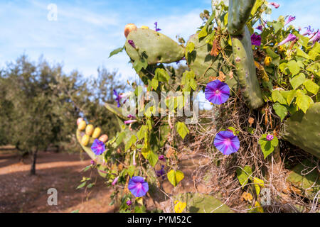 Fig tree in the medieval center of the white village of Ostuni Stock Photo