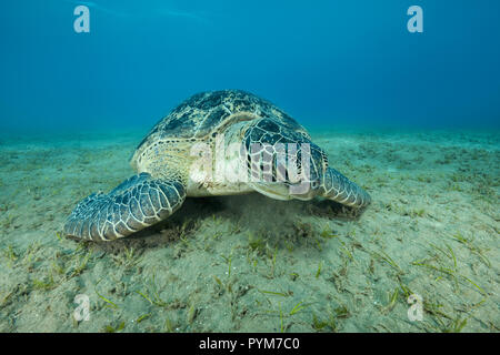 Green Sea Turtle, Chelonia mydas eating sea grass on sandy seabed Stock Photo