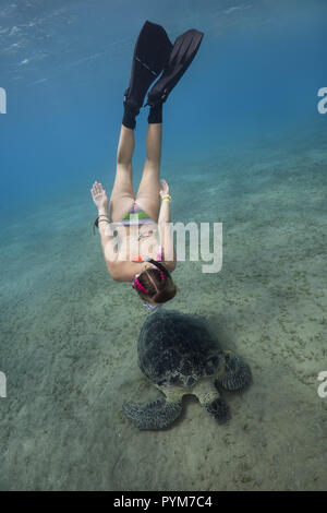 Woman dives to the Green Sea Turtle, Chelonia mydas eating sea grass on sandy seabed Stock Photo