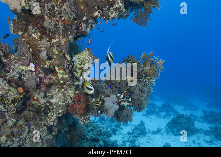 Underwater landscape with beautiful coral reef and pair Red Sea Bannerfish, Heniochus intermedius Stock Photo