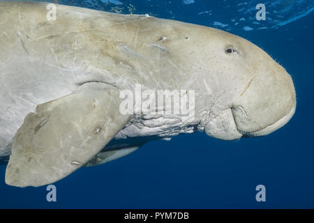 Portrait of  Dugong or Sea Cow, Dugong dugon swim in the blue water under surface Stock Photo