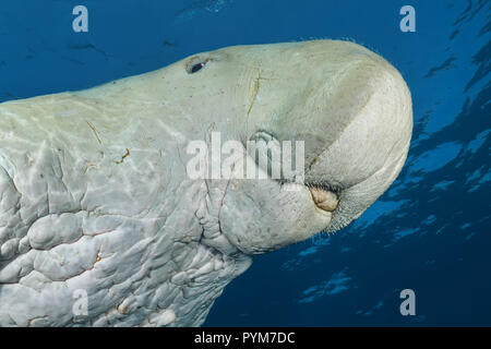 Portrait of  Dugong or Sea Cow, Dugong dugon swim in the blue water under surface Stock Photo