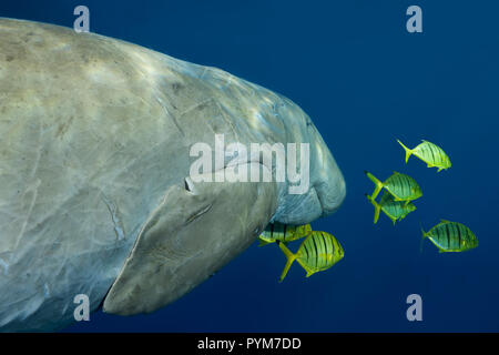 Portrait of  Dugong or Sea Cow, Dugong dugon with  school of Golden Trevally, Gnathanodon speciosus swim in the blue water Stock Photo