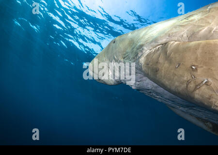 Portrait of  Dugong or Sea Cow, Dugong dugon swim in the blue water under surface Stock Photo