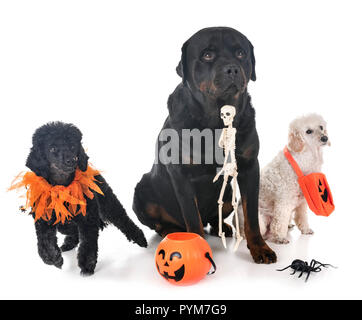 dogs and halloween in front of white background Stock Photo