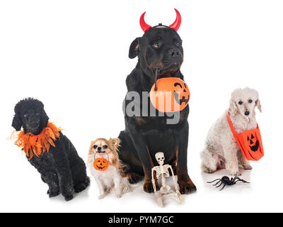 dogs and halloween in front of white background Stock Photo