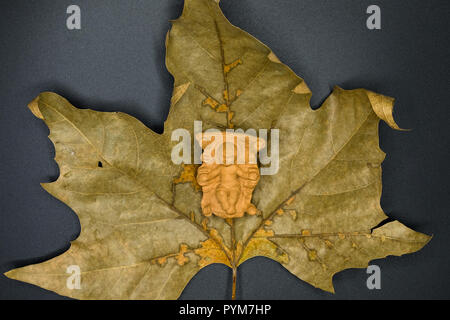 Baby Jesus Christ in the manger on a dry leaf isolated on black background. Christmas Nativity Scene figure. Stock Photo