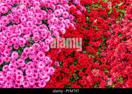 Chrysanthemum, Autumn flowers in garden, contrast and colourful bed Stock Photo