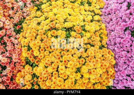 Mums autumn flowers in the garden, contrast and colorful bed Chrysanthemums Garden Stock Photo