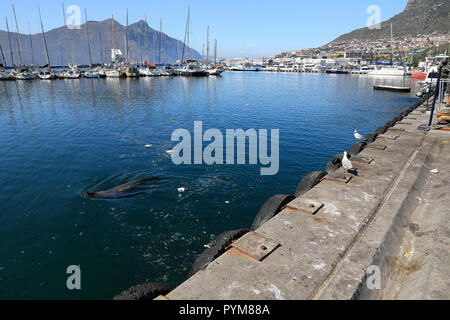 A Cape fur seal (Arctocephalus pusillus) swimming in Hout Bay harbour . There has been a sharp increase of the plastic pollution in the harbour. Stock Photo