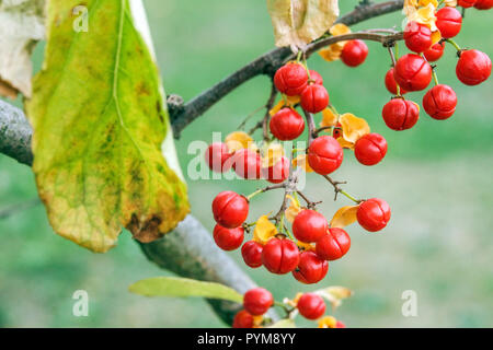 Bittersweet, Celastrus rosthornianus red autumn berries Stock Photo