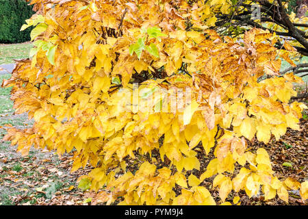 White Mulberry, Morus alba 'Nana' in autumn leaves colours Stock Photo