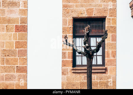 Red brick wall with window and tree in front of the house Stock Photo