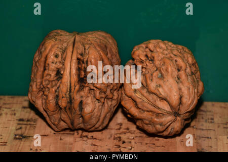 walnuts looks like brain, different juglans regia varieties on green reflective and nature cork background macro shot Stock Photo
