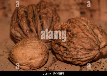walnut varieties in closed shell, group juglans regia on wooden and cork floor nature background Stock Photo