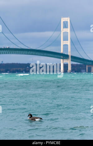 Canada Goose (Branta canadensis) swimming in front of the Mackinac Bridge in the Straits of Mackinac (Lake Michigan and Lake Huron). Mackinaw City, Mi Stock Photo