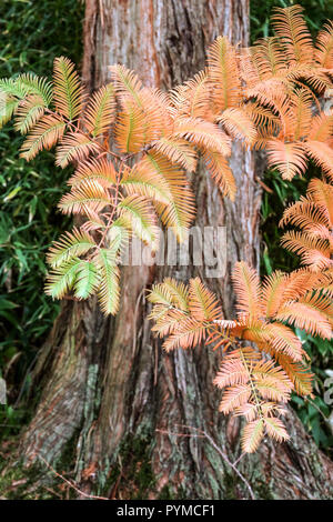 Dawn Redwood Metasequoia glyptostroboides leaves in autumn Stock Photo