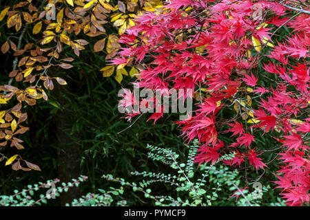 Japanese Maple tree autumn, Acer palmatum, garden foliage autumn red leaves Stock Photo