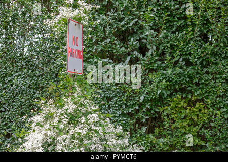 No Parking sign that is completely overgrown except for the actual sign Stock Photo