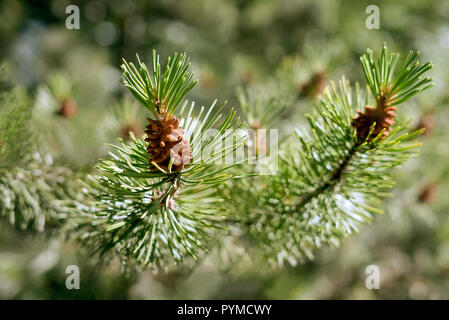 Close-up detail of a green spruce tree branch with small pine cones buds in bright sunshine on a warm summer day. Stock Photo