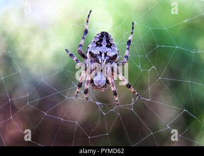 Close up picture of spider with his prey in the net. Stock Photo