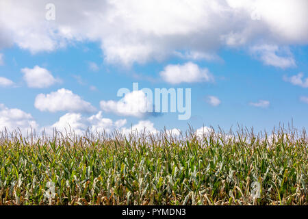 late summer corn against a brilliant blue sky with puffy clouds Stock Photo