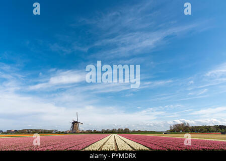Red and yellow hyacinths flowers fields and a Dutch windmill at Lisse, Netherlands Stock Photo