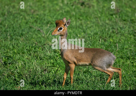 Kirk's dik-dik (Madoqua kirkii) standing in savanna in Serengeti Nationalpark, Tanzania Stock Photo