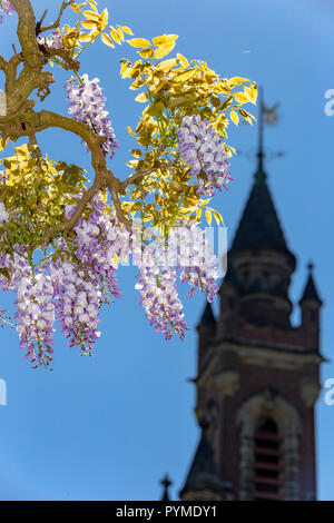 Branch of wisteria blossom flowers blooming in the garden of the peace palace and under a blue vibrant spring sky of The Hague, Netherlands Stock Photo