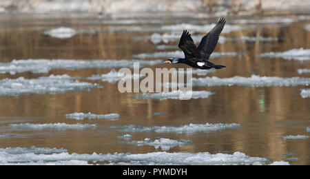 Great Cormorant (Phalacrocorax carbo) flying over river with ice floes, Baden-Wuerttemberg, Germany Stock Photo