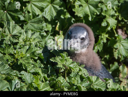 African Jackass penguin chick sitting between plants looking at the camera close up. Stock Photo
