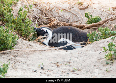 A Jackass penguin laying down in it's nest on the sand dunes breeding.
