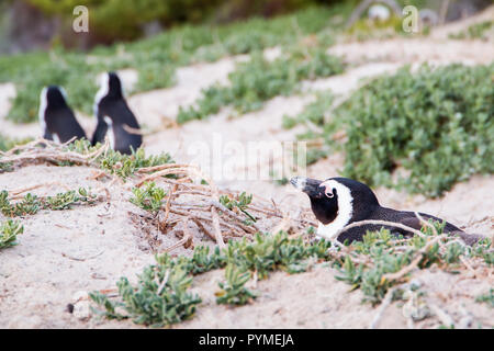 A Jackass penguin laying down in it's nest on the sand dunes with penguins in the background walking. Stock Photo