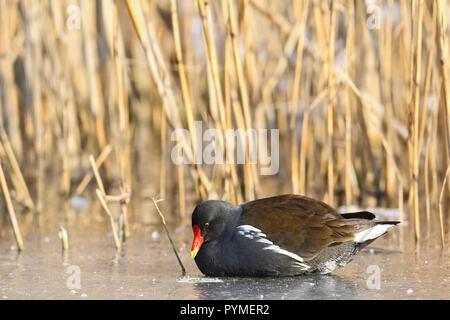 Common Moorhen (Gallinula chloropus) adult sitting on frozen lake in winter, Leipzig, Saxony, Germany Stock Photo