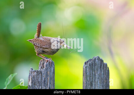 Eurasian wren (Troglodytes troglodytes) adult with spider in bill sitting on garden fence