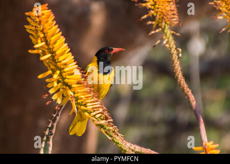 Black-Headed Oriole is a bright yellow bird with black head and red beak and eyes sitting on a yellow Aloe plant flower, looking at the camera close u Stock Photo