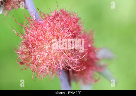 Gall known as the rose bedeguar gall, Robin's pincushion, or moss gall is caused by a hymenopteran gall wasp, Diplolepis rosae Stock Photo