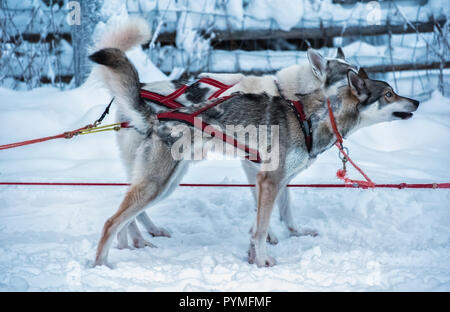 Two sled blue eyed husky dogs in red gear are standing on snow and waiting for command to run. Today this Scandinavian winter sport and tradition is a Stock Photo