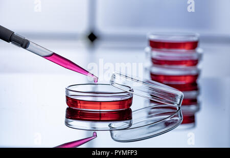 Petri dish and a pipette on a blue background in a scientific genetic laboratory Stock Photo