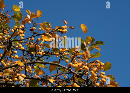 Little apples on autumn tree branches Stock Photo