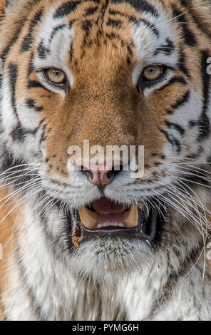Tiger walking around and sitting Stock Photo