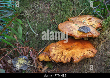 In a forest, two large, flat-capped, bright orange wild mushrooms grow on a mossy tree trunk, amid decaying leaves, fir needles and fern fronds. Stock Photo