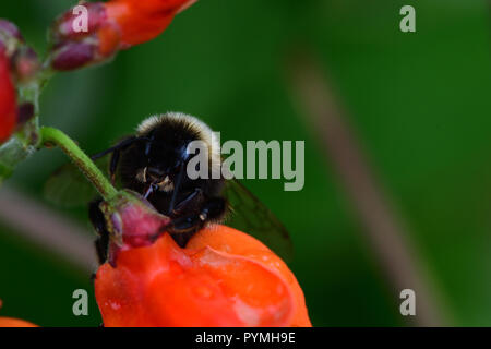Macro shot of a bumble bee pollinating a runner bean flower Stock Photo