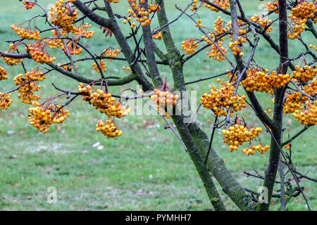 Sorbus Sunshine, Rowan Tree, yellow berries Stock Photo