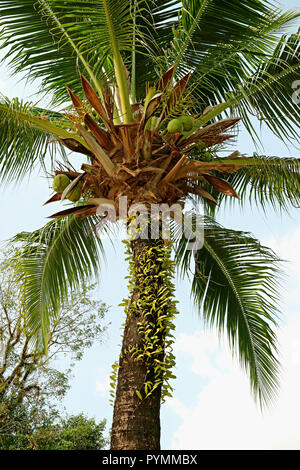 Vertical Photo of Low Angle a Fruitful Coconut Palm Tree against Light Blue Sky Stock Photo