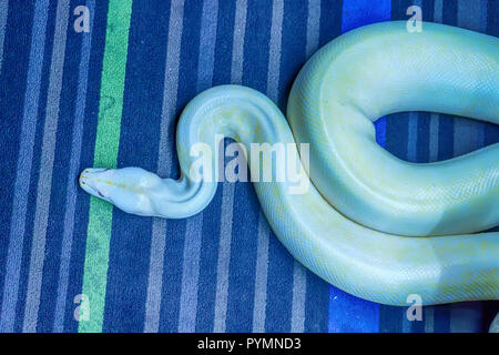 Albino burmese python is curled up. Its pet tame Stock Photo - Alamy