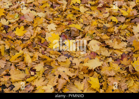 Covering from multi-colored fallen leaves of a maple Stock Photo