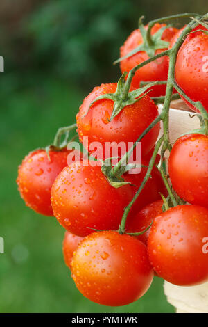 Lovely fresh small red tomatoes on the vine. With out of focus grass in the background. Stock Photo