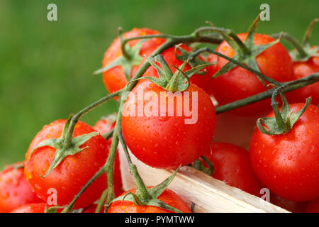 Lovely fresh small red tomatoes on the vine. Stock Photo